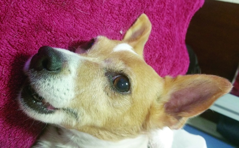 Pet Jack Russell savaged to death by another dog in Clondalkin