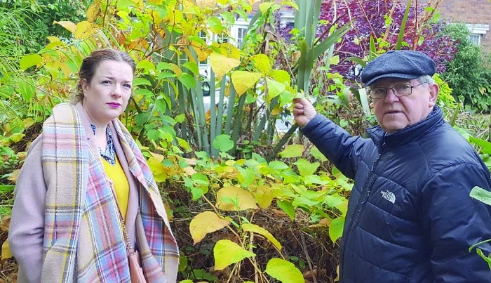 Calls to eradicate invasive Japanese knotweed species Calls to eradicate invasive Japanese knotweed species