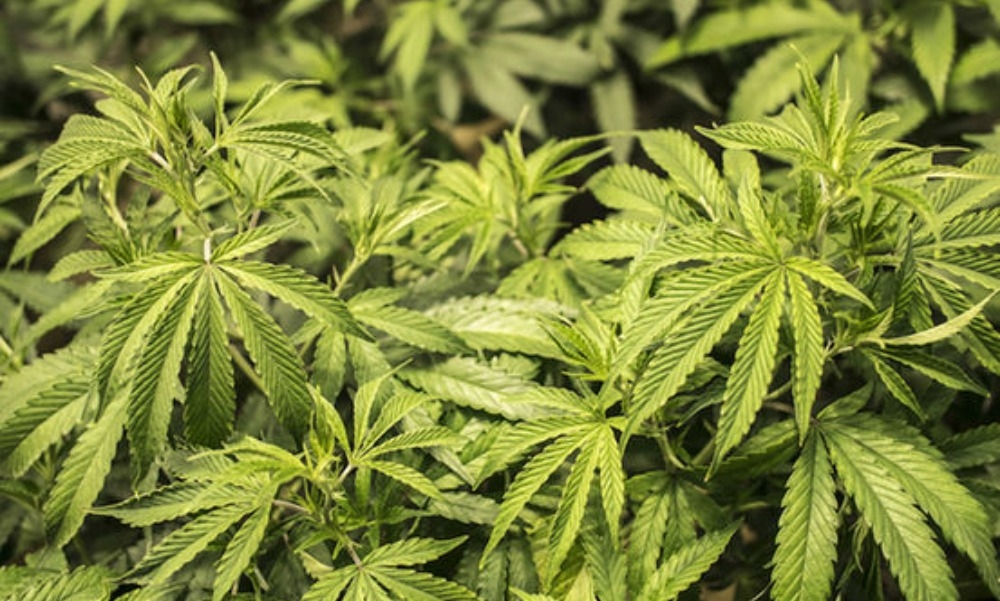 Man detained in Ballyfermot after €180,000 worth of cannabis seized Man detained in Ballyfermot after €180,000 worth of cannabis seized
