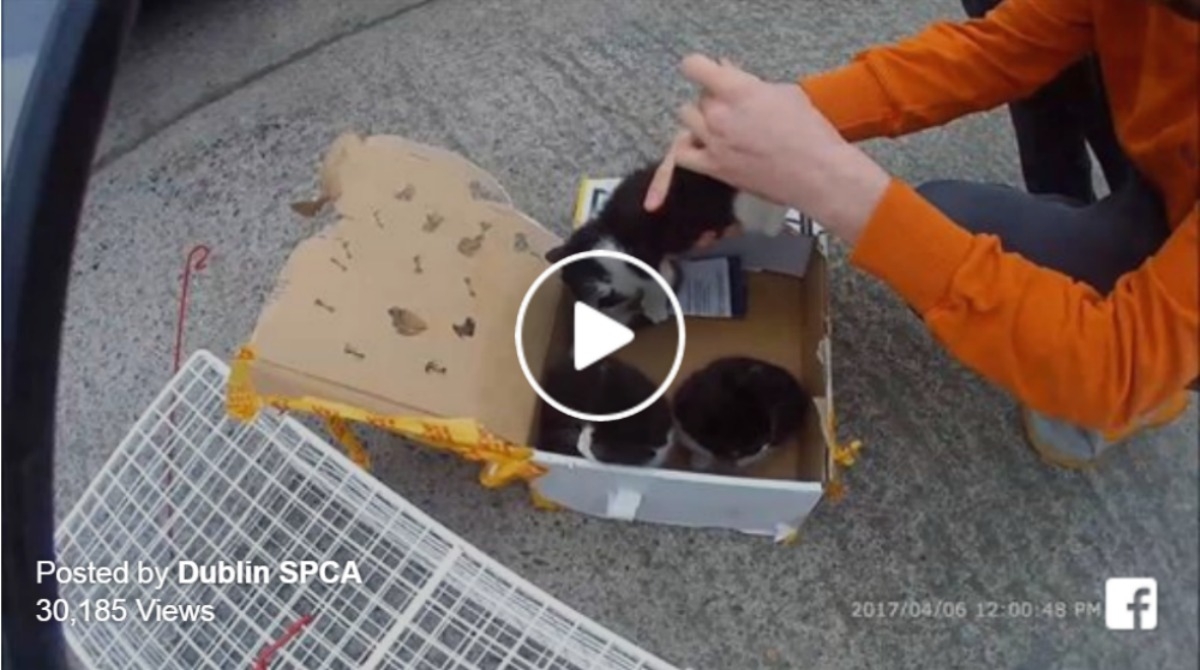 DSPCA issue warning after box of kittens dumped on Dublin doorstep DSPCA issue warning after box of kittens dumped on Dublin doorstep