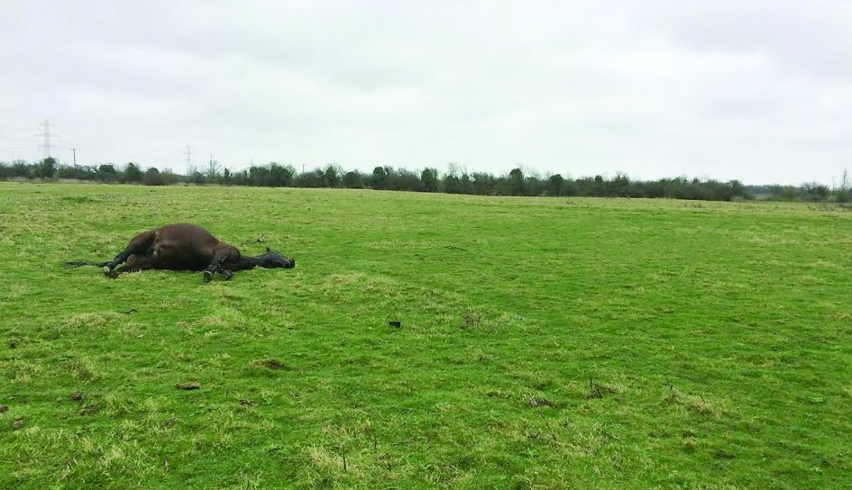 Sick joyriders in Clondalkin attempt to intimidate horse rescuers