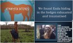 MLHR share tear-jerking story of abused foal rescued in Clondalkin