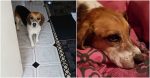 Tallaght woman pleads with the public for help to find rescue dog