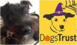 Tricks and treats for dog safety this Halloween