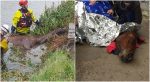 Enforce by-laws on keeping horses, says animal rescue group after latest incident