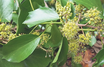 Nature on our doorsteps – Ivy, love it or hate it!