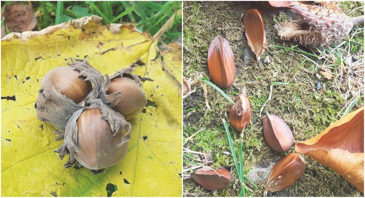 Nature on our doorsteps: Going nuts!