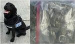 Detector dog Grace sniffs out cannabis haul and Walkinstown arrest