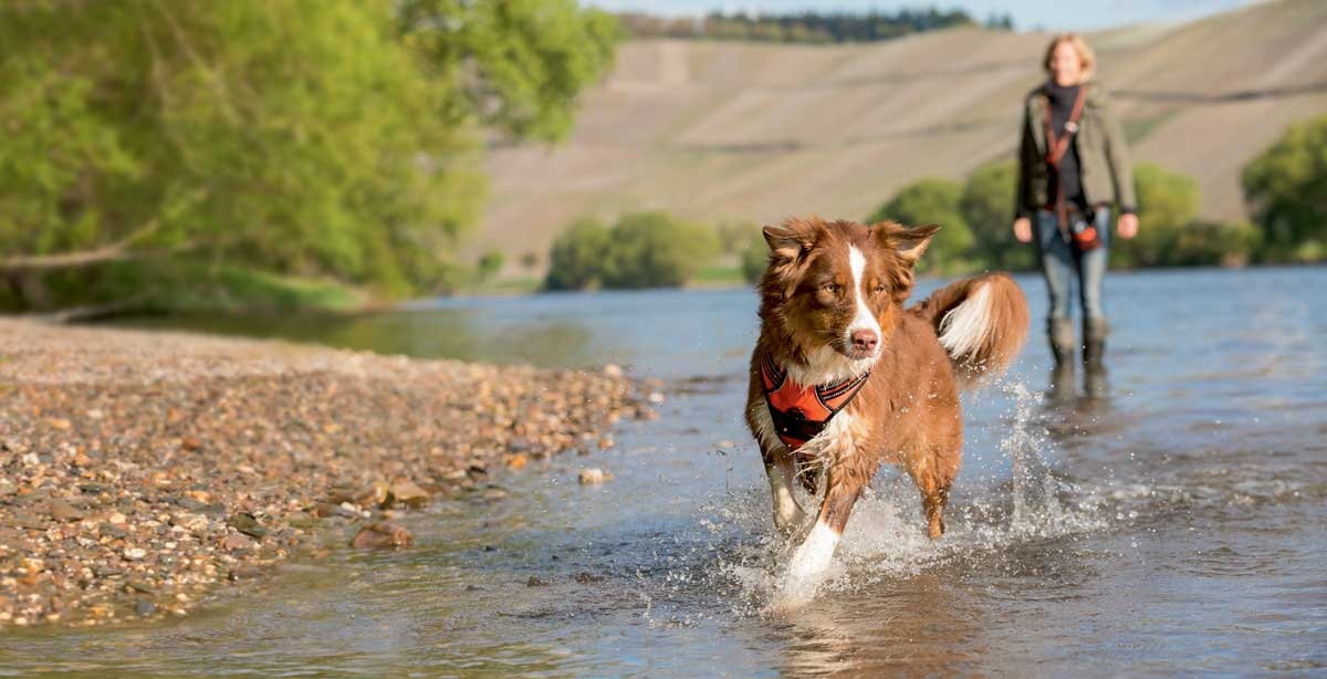 Top five tips on how you and your dog can exercise together this summer