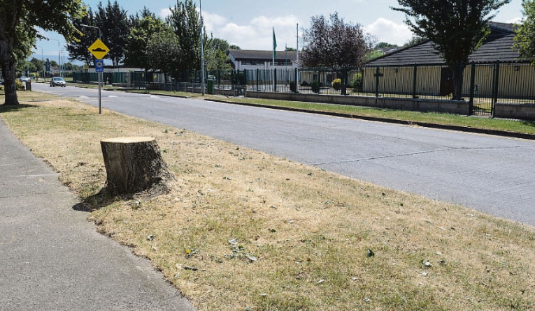 Council tree-maintenance programme branches out