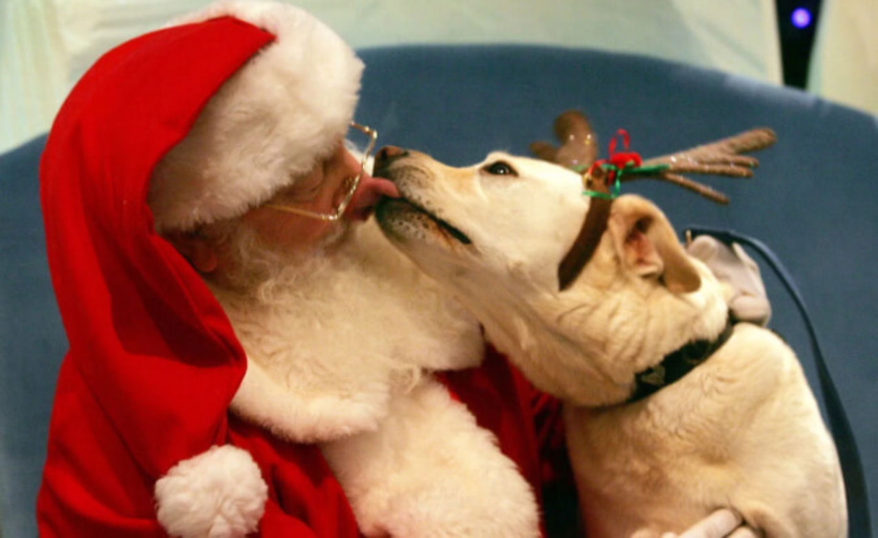Keep your pets happy with these top tips from the DSPCA Keep your pets happy with these top tips from the DSPCA