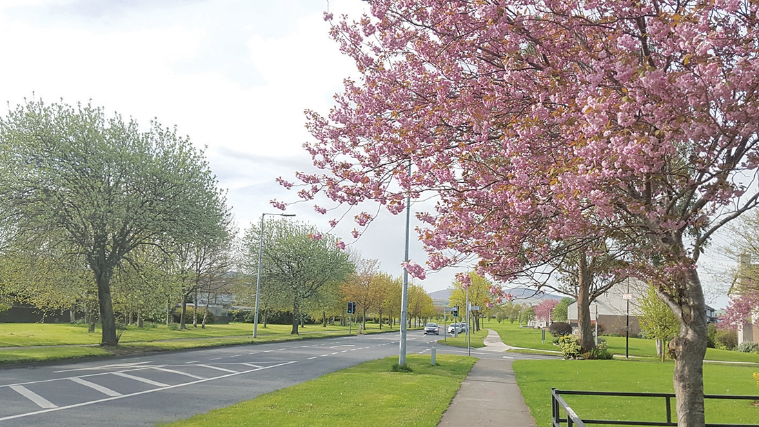 Nature on our doorsteps – Cherry blossom