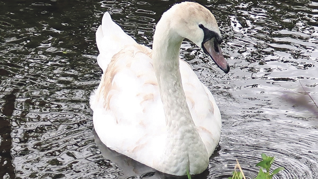 It’s a girl – community names orphaned cygnet Fionnuala