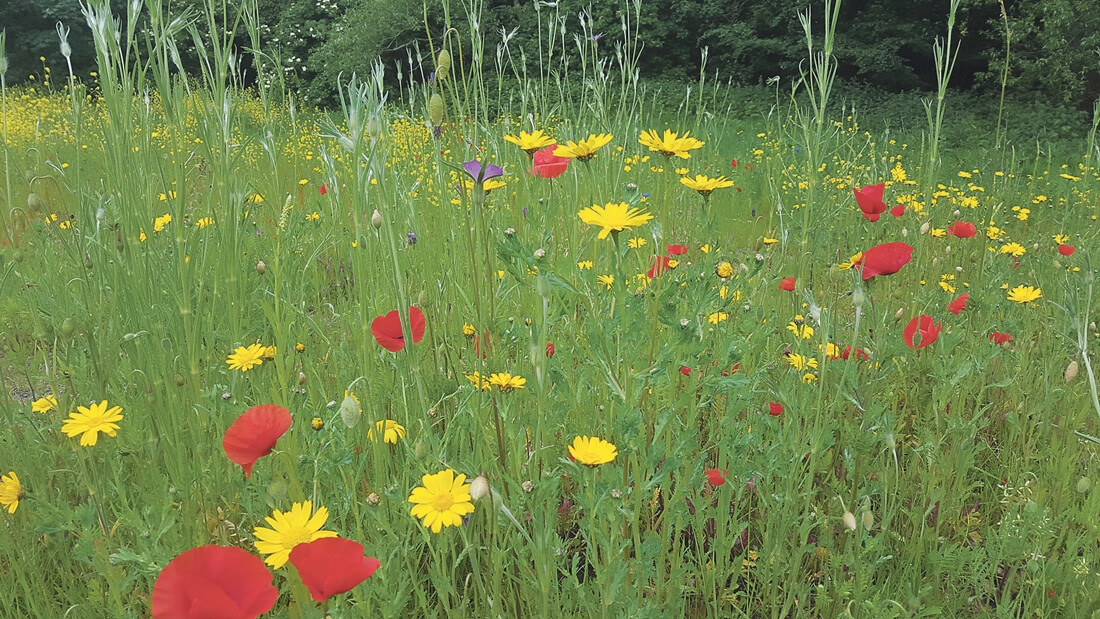 Helping our pollinators by reducing grass-cutting