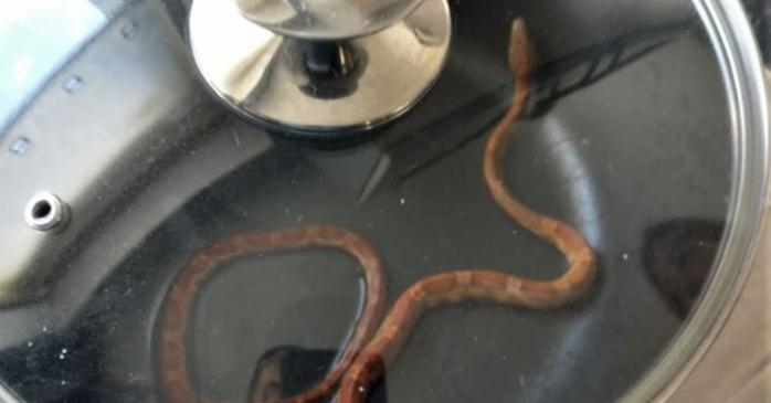 Can you help? DSPCA seeks to reunite Stew the snake with owner Can you help? DSPCA seeks to reunite Stew the snake with owner