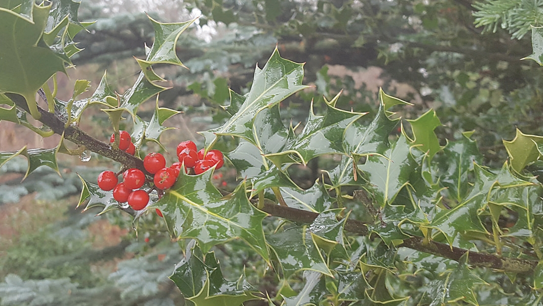 Nature on our doorsteps – The 12 Species  of Christmas