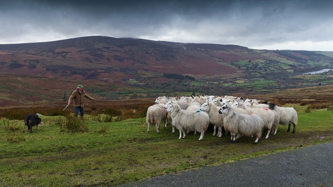 Keep dogs under control call welcomed by farmers Keep dogs under control call welcomed by farmers