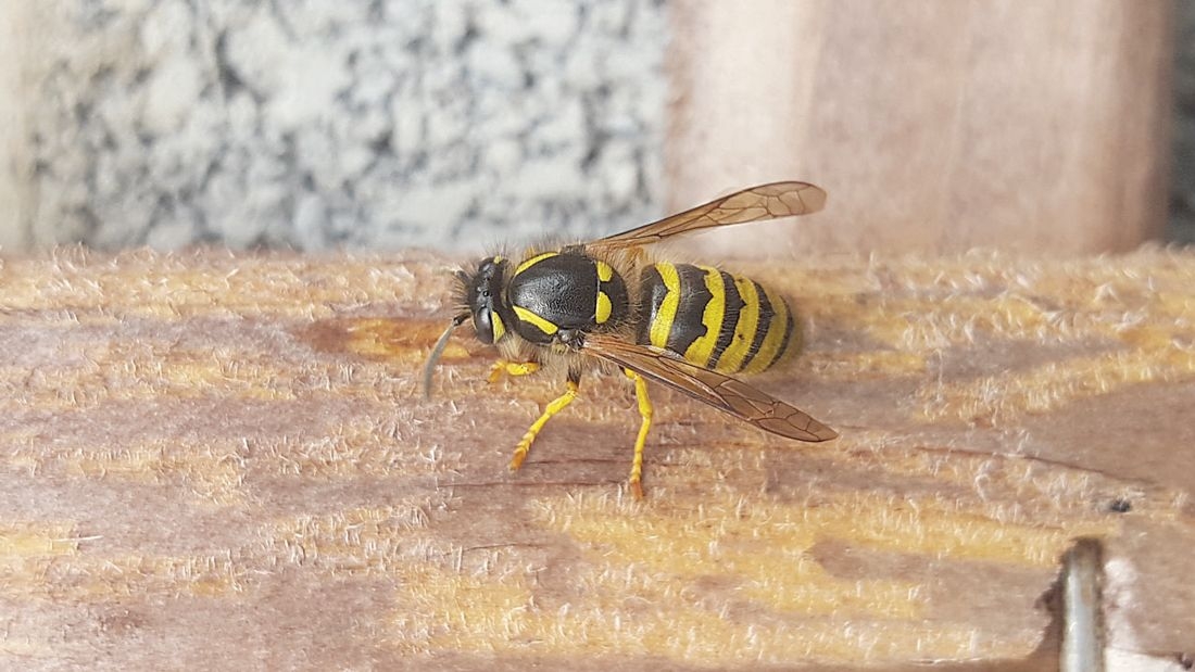 Nature on our doorsteps: Very big wasps?