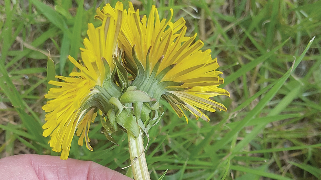 Nature on our doorsteps: Two for the price of one