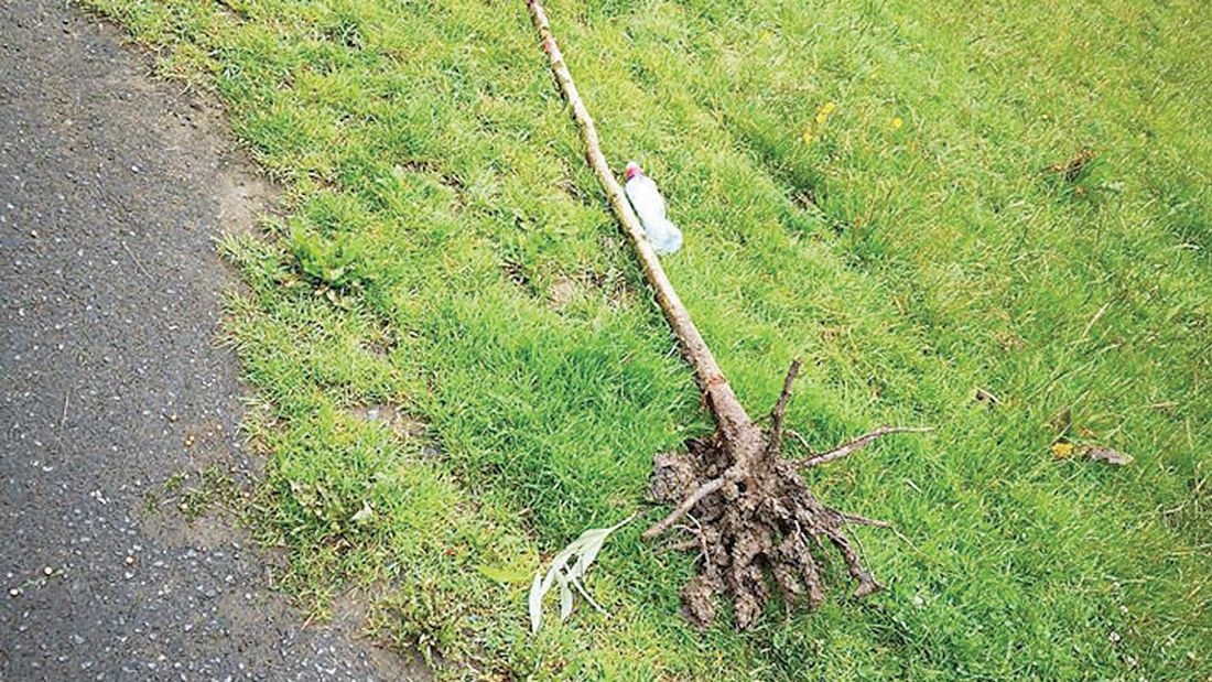 Residents shocked as trees uprooted in Sean Walsh Park