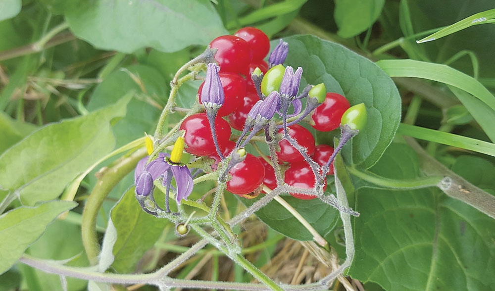 Nature on our Doorstep: Woody Nightshade