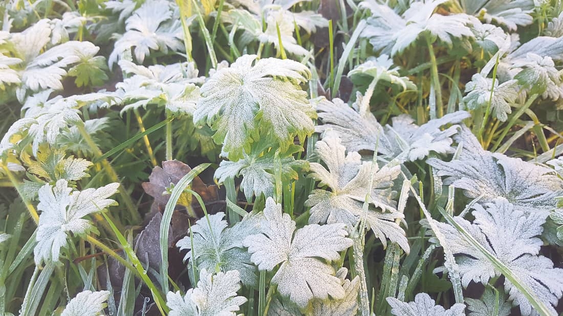 Nature on our doorsteps: Surviving frosty winter weather Nature on our doorsteps: Surviving frosty winter weather