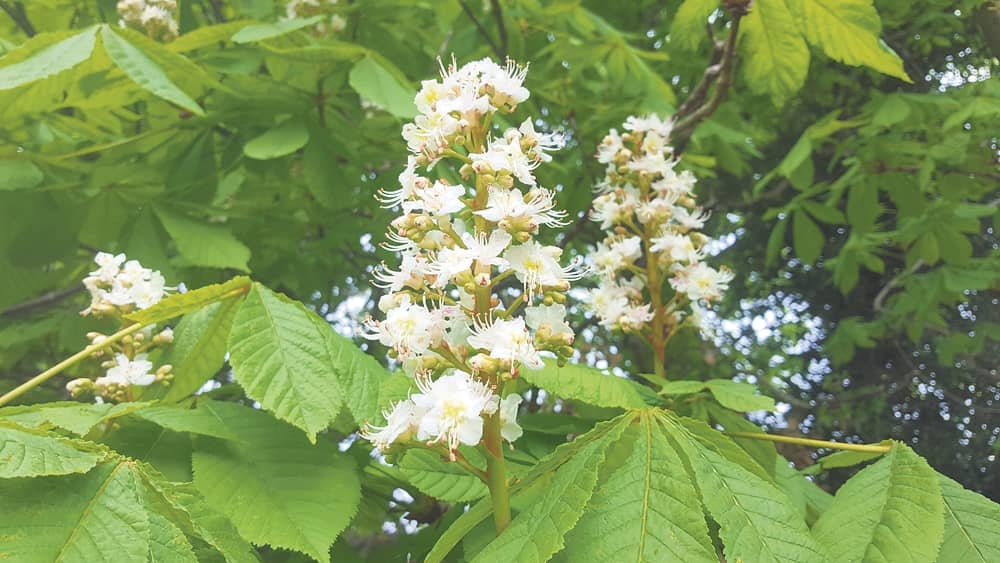 Nature on our doorsteps: Horse Chestnut ‘Candles’