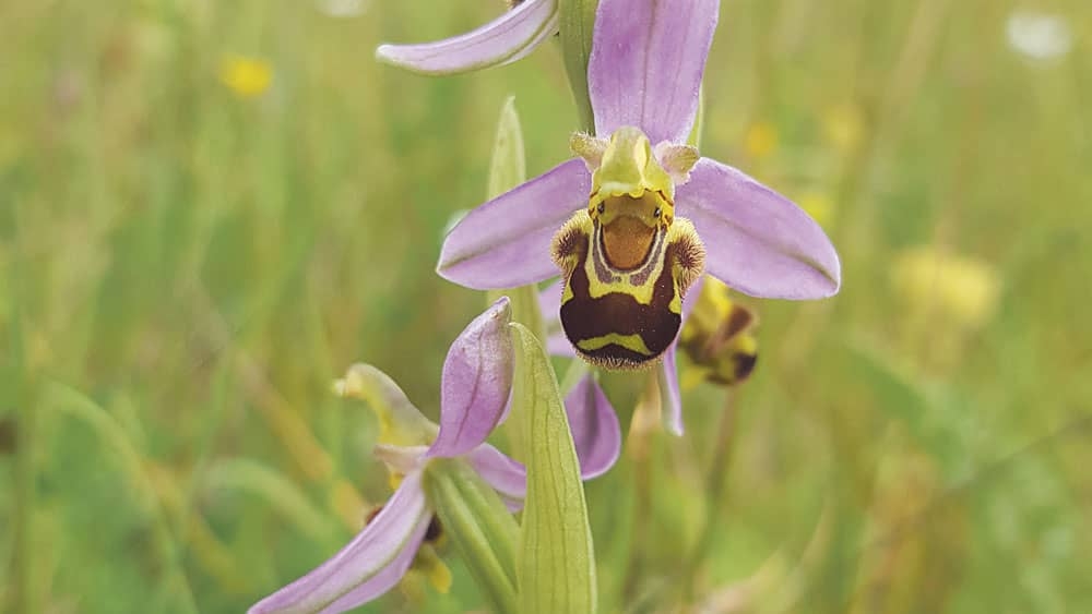 Nature on our doorsteps: Bee Orchids