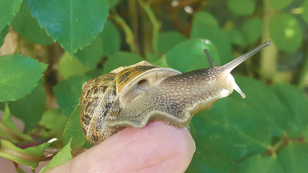 Nature on our doorsteps How do snails breathe? Echo.ie