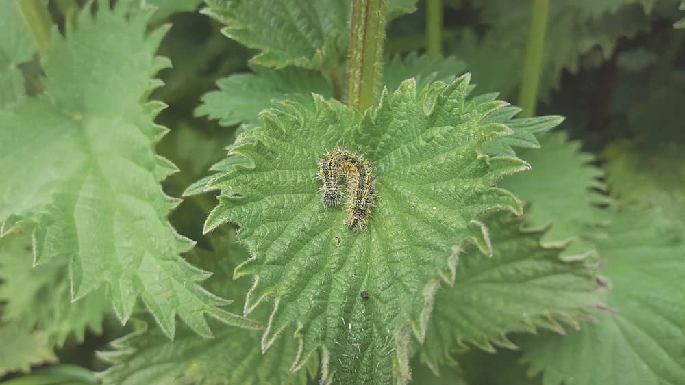 Nature on our doorsteps: Grasping the very useful Nettle