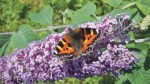 Nature on our doorsteps: The Butterfly Bush