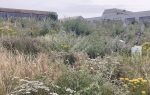 Residents furious over neglect of historic cemetery