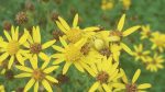 Nature on our Doorsteps: Ragwort’s changing image