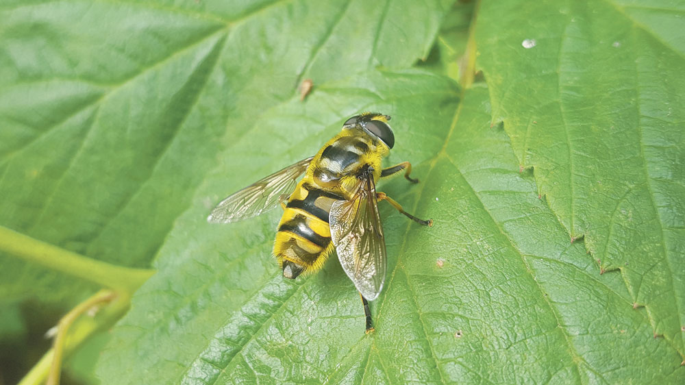 Nature on our door steps: Hoverflies