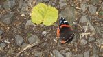 Nature on our doorsteps: Butterfly visitors