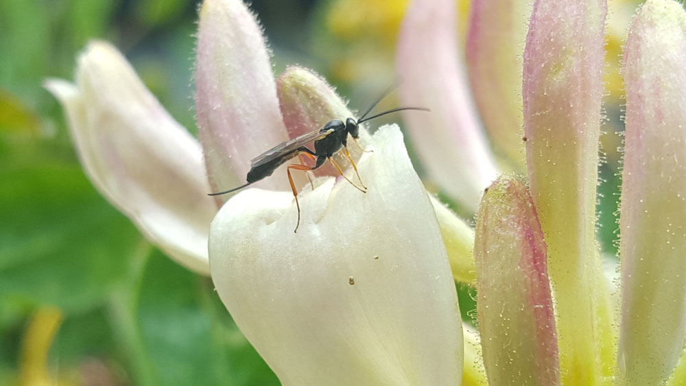 Nature on our doorsteps: Wasps, but not as we know them