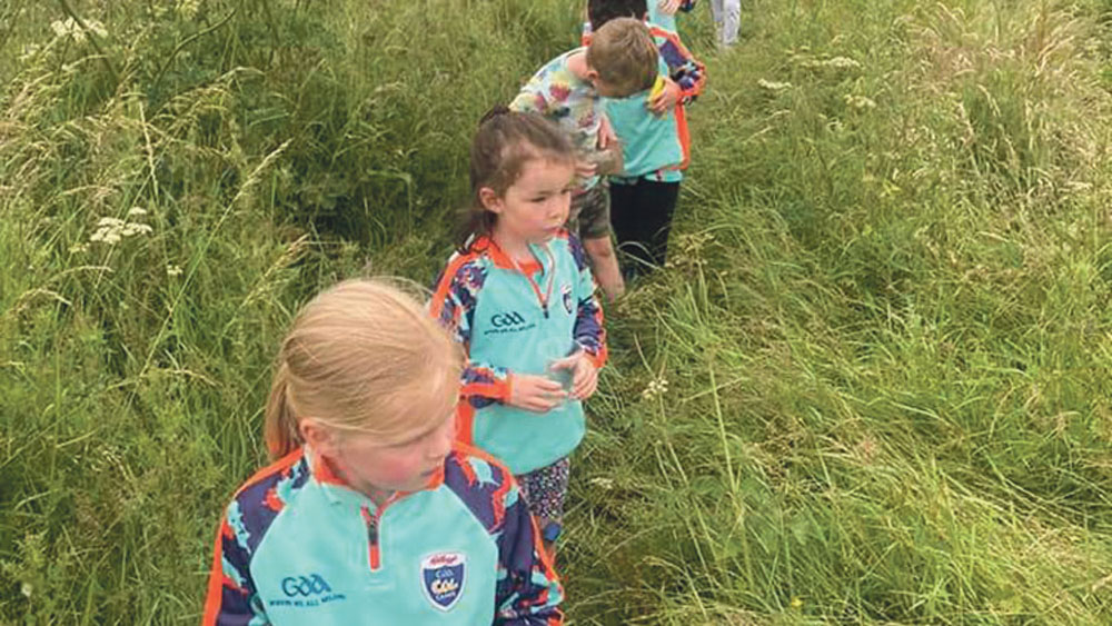 GAA Club ‘rewild’ grass around perimeter of pitch