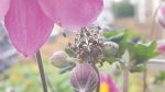 Nature on our doorsteps: The Garden Spider