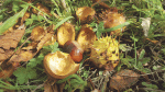 Nature on our doorsteps: Autumn Chestnuts