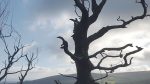 Nature on our Doorsteps: Spooky faces in nature