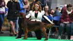Angela’s little gem set for world’s greatest dog show