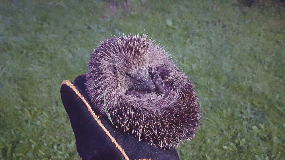 Nature on our doorsteps: Sleeping away the winter chill