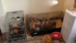 Gardai seize 38 dogs and other animals during search of two apartments