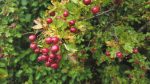 Nature on our doorsteps: Hawthorn’s many benefits
