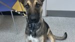Kebab skewer lodged in puppy’s stomach
