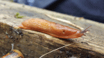 Nature on our doorsteps: Finding a balance with slugs