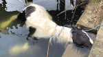 Anger as poor pony drowns in canal while getting water