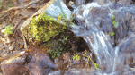 Nature on our doorsteps: Special freshwater springs along the Dodder