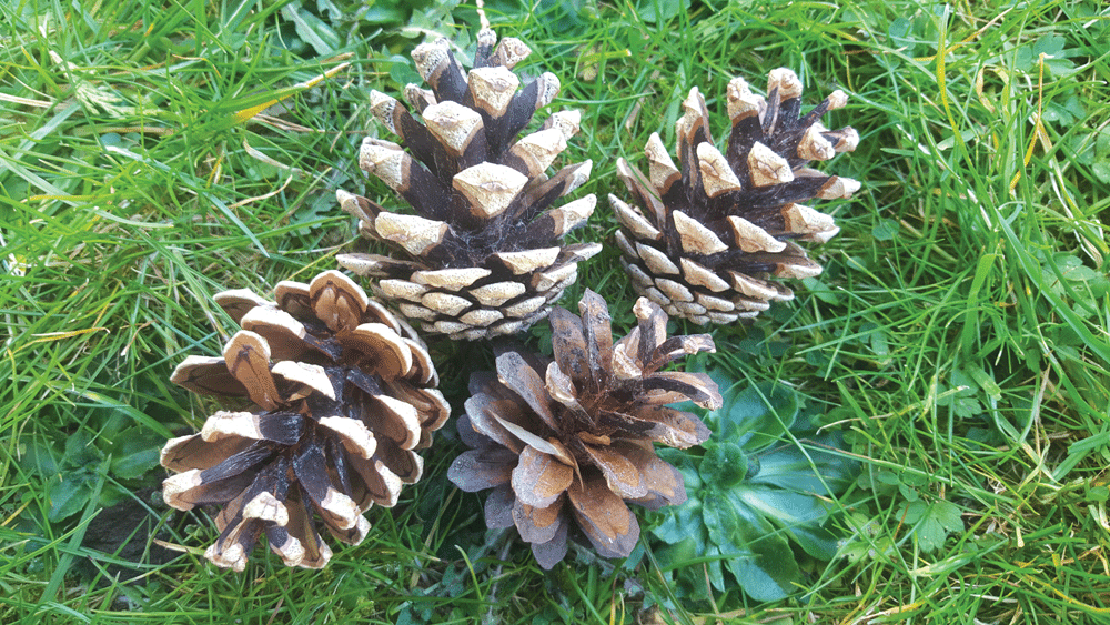 Nature on our doorsteps: Ancient conifers