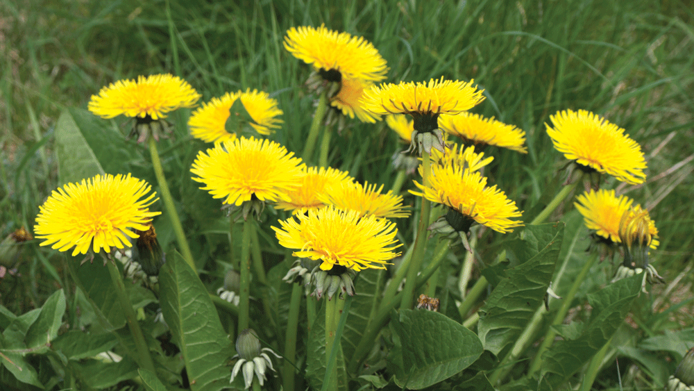 Nature on our doorsteps: Planning ahead for Dandelion season